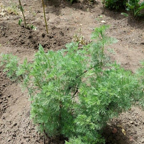 Artemisia abrotanum Frunză