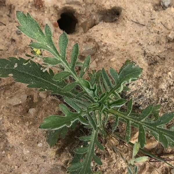 Anthemis arvensis برگ