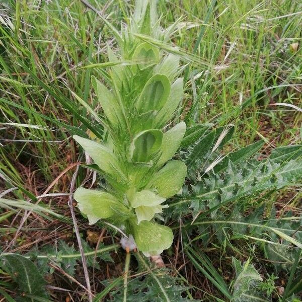 Acanthus mollis ᱥᱟᱠᱟᱢ