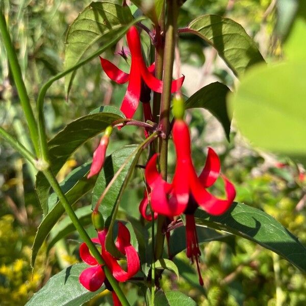 Fuchsia regia Virág