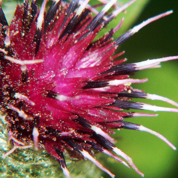Arctium tomentosum Flower
