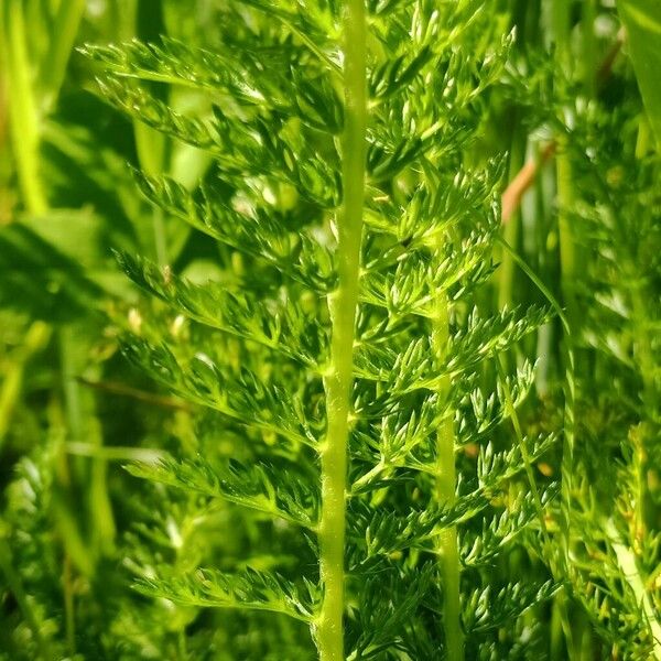 Achillea nobilis Leaf