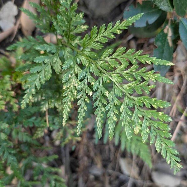 Asplenium onopteris Foglia