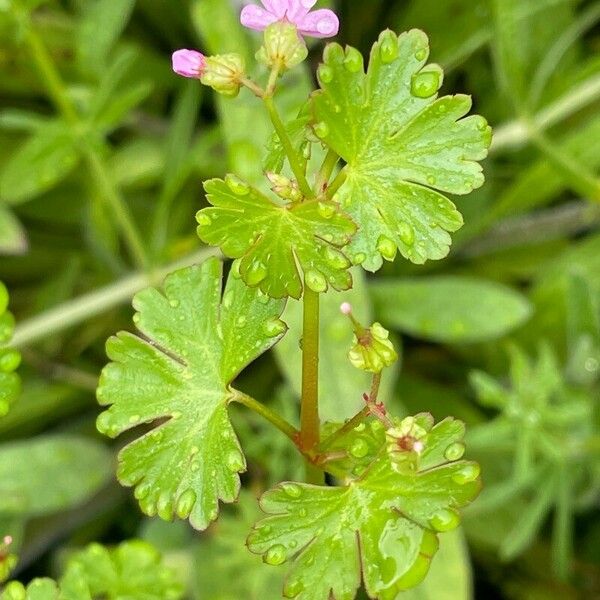 Geranium molle Lapas