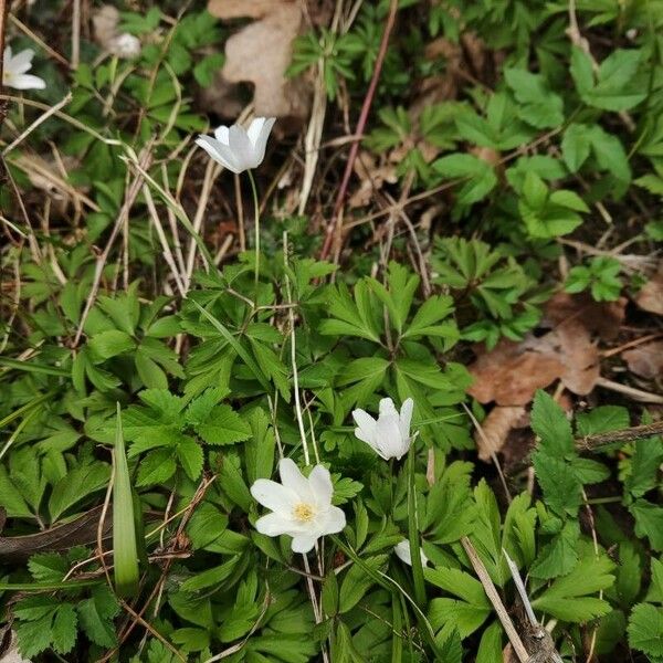 Anemonoides quinquefolia Floare