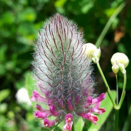 Trifolium rubens Flower