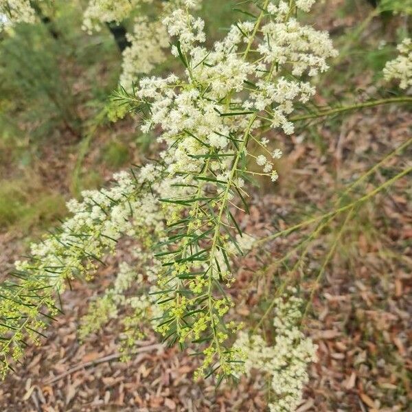 Acacia linifolia Cvet