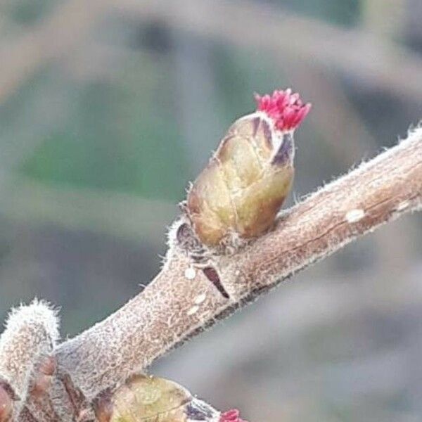 Corylus avellana Flower