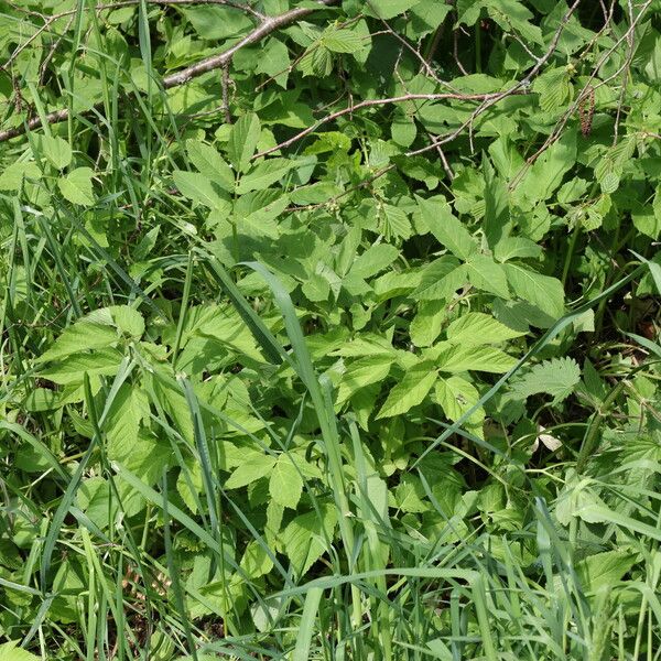 Aegopodium podagraria Leaf