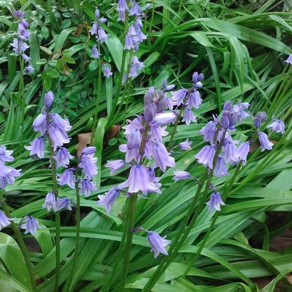 Hyacinthoides hispanica Kwiat