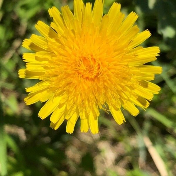 Sonchus maritimus Flor