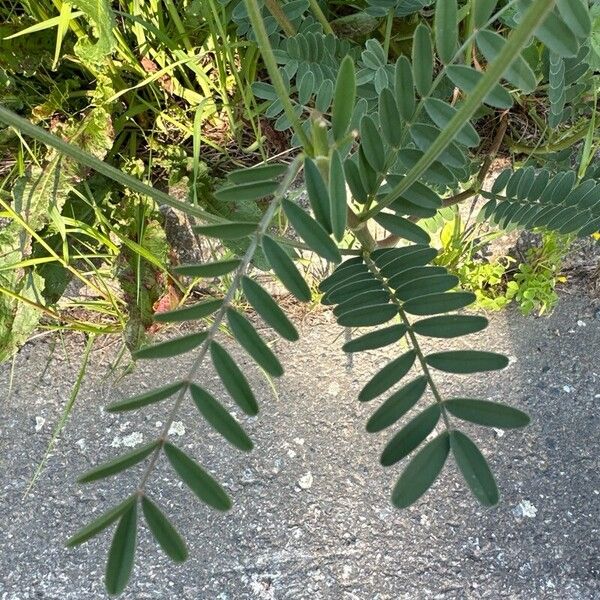 Onobrychis viciifolia Лист