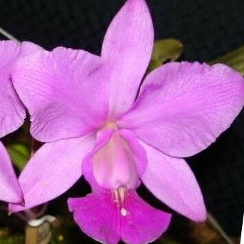 Spathoglottis plicata Kvet