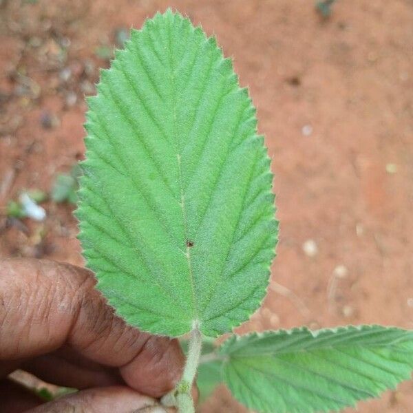 Waltheria indica ഇല