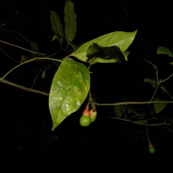 Ocotea leptobotra ഫലം