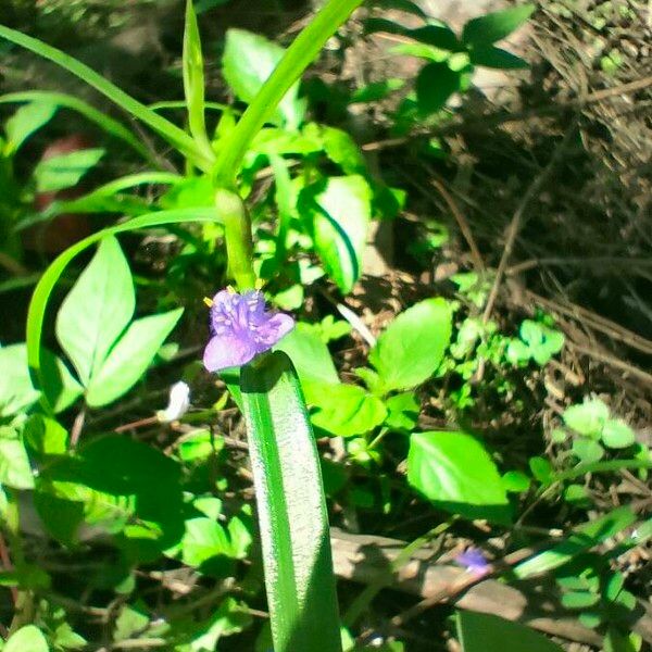 Cyanotis axillaris Flower