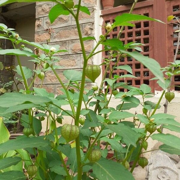 Physalis angulata Fruit