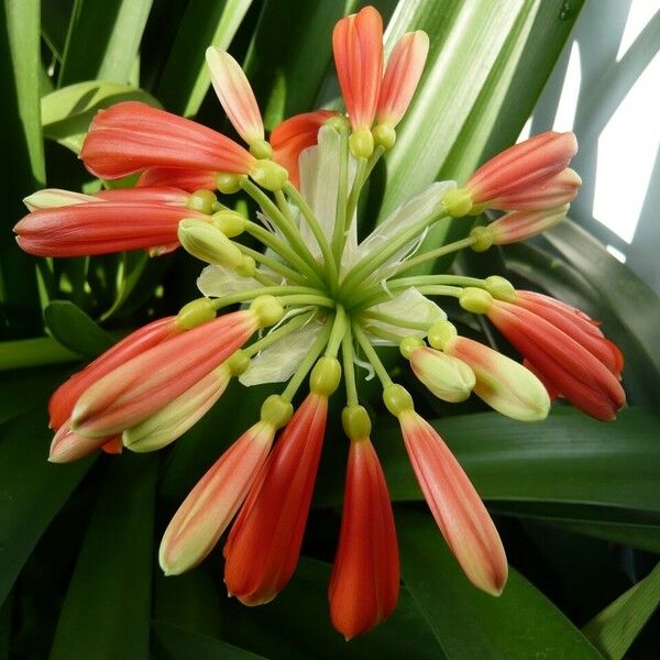 Clivia miniata Other