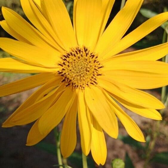 Helianthus × laetiflorus फूल