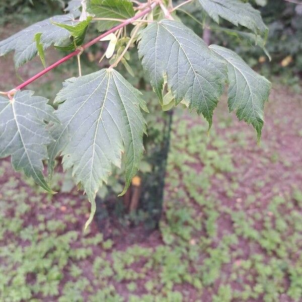 Acer tataricum Leaf