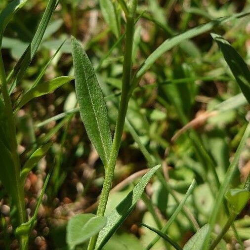 Polygala comosa Hostoa