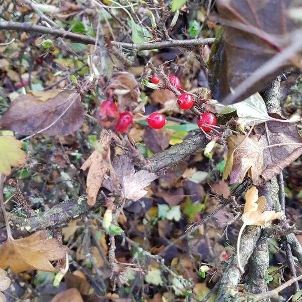 Ribes alpinum Frukt