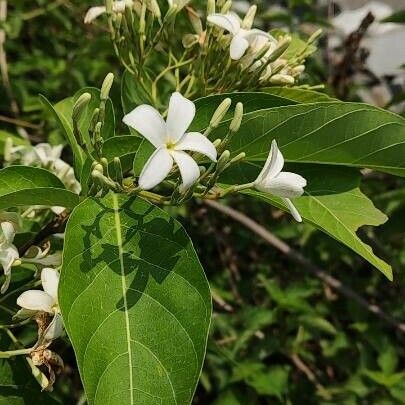 Holarrhena pubescens ফুল