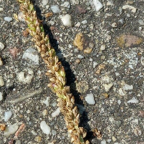 Plantago major Ffrwyth