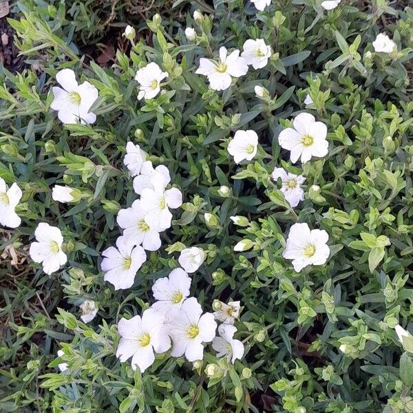 Arenaria montana Habitus