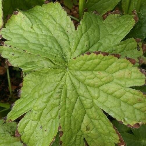 Astrantia carniolica Leaf