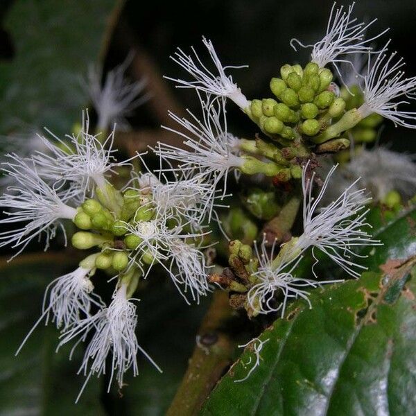 Inga ruiziana Flower