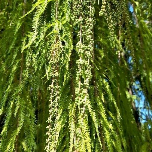 Taxodium distichum Lehti