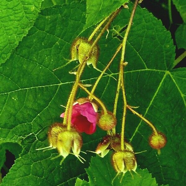 Rubus odoratus Gyümölcs