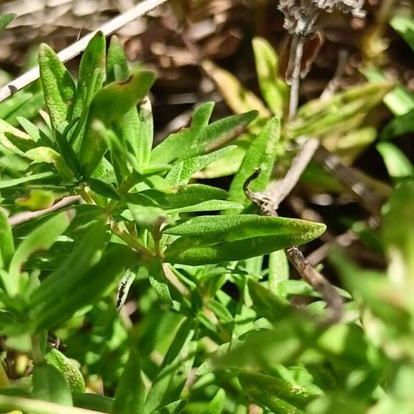 Thymus pannonicus ഇല