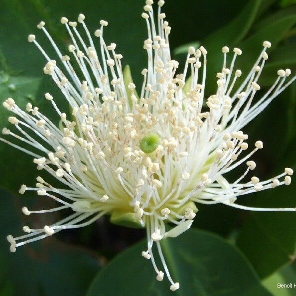 Sonneratia alba Flor