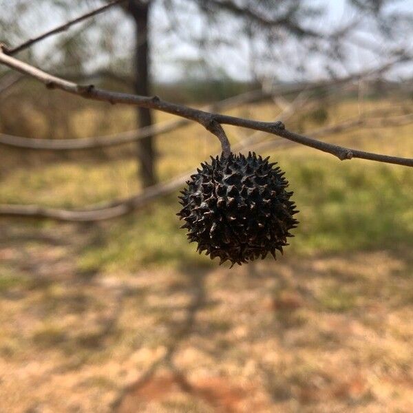 Guazuma ulmifolia Frucht