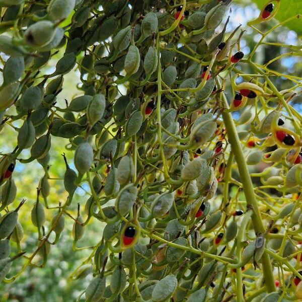 Bocconia frutescens Плод