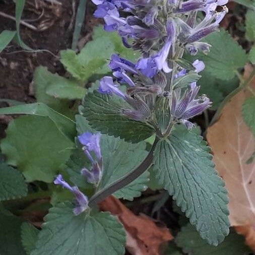 Salvia verbenaca Flors