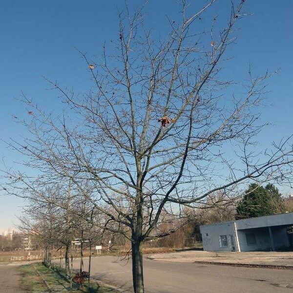 Quercus rubra Συνήθη χαρακτηριστικά