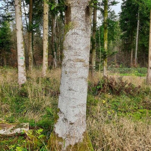 Abies alba Bark