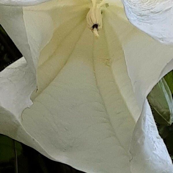 Brugmansia × candida Flor