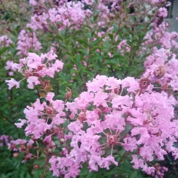 Lagerstroemia indica Flor