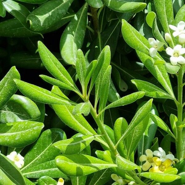 Pittosporum tobira Fuelha