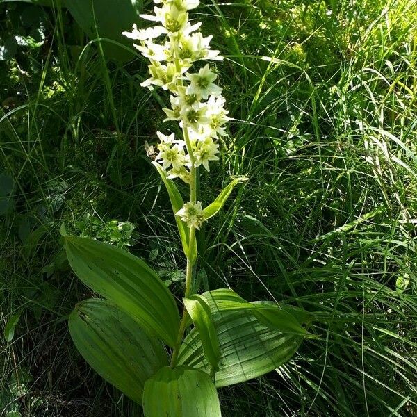 Veratrum album 花