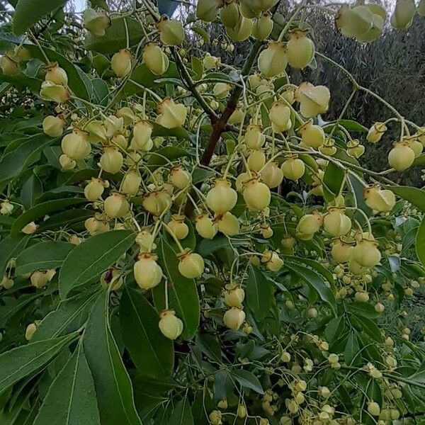 Euonymus carnosus Fruto