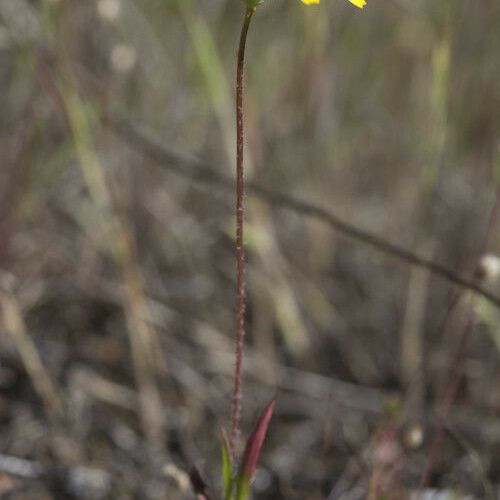 Agoseris heterophylla Flors