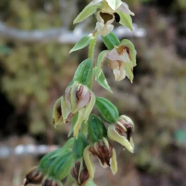 Epipactis muelleri Flower