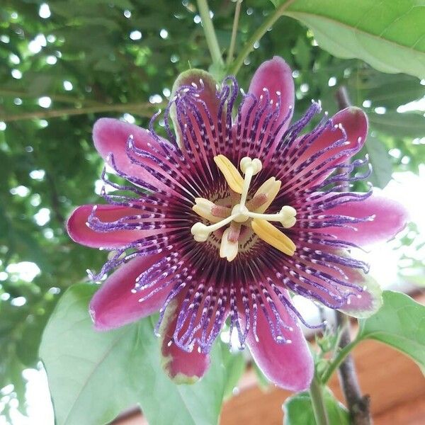 Passiflora quadrangularis Květ