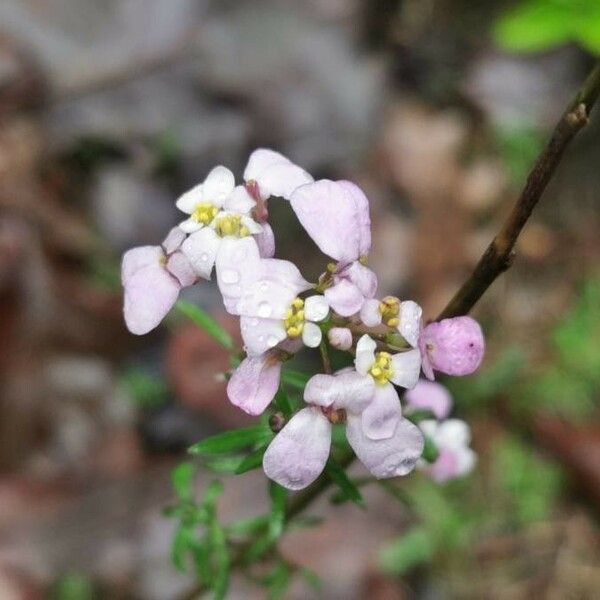 Iberis amara Flor