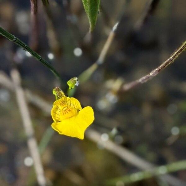 Utricularia vulgaris Flor